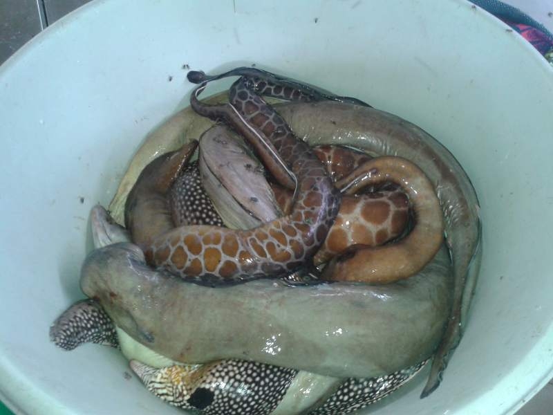 Boa Vista